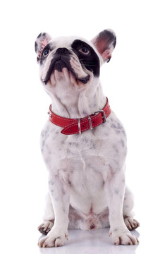 法國(guó)斗牛犬抬頭