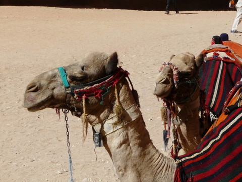 從SIQ的tresury；Petra；約旦