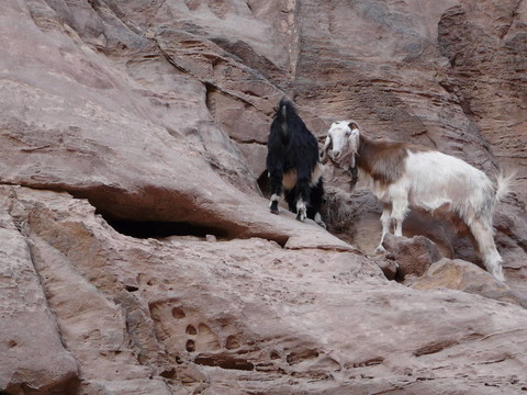從SIQ的tresury；Petra；約旦