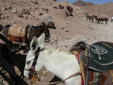 從SIQ的tresury；Petra；約旦