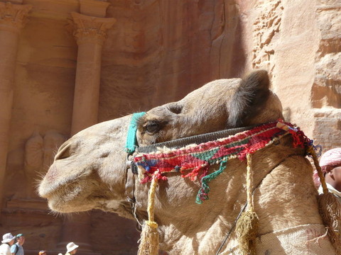 從SIQ的tresury；Petra；約旦