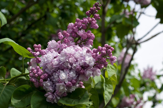 丁香花