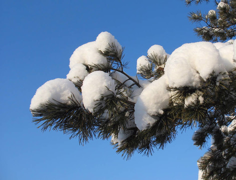 覆蓋藍(lán)天的雪覆蓋的松樹(shù)枝