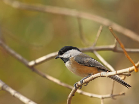 黑頂山雀；Poecile atricapilla