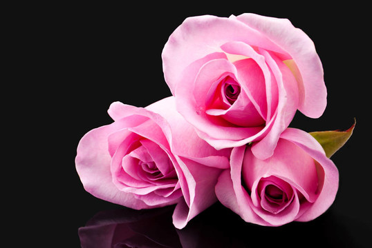 粉薔薇