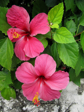 芙蓉花