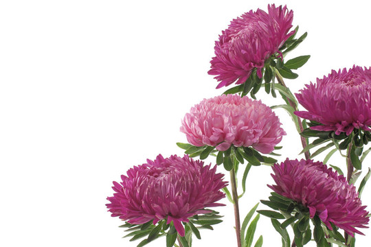 中國(guó)紫菀
