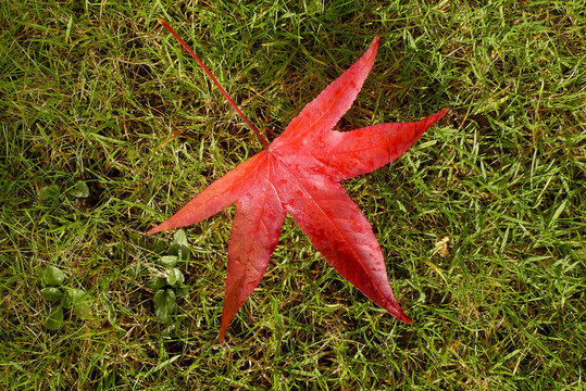 一片鮮紅的楓葉躺在草地上