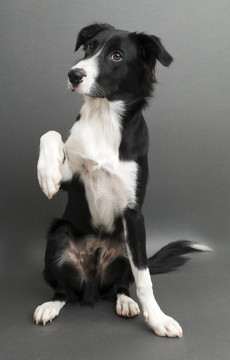 邊境牧羊犬