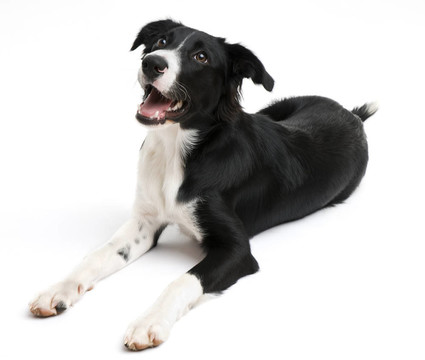 邊境牧羊犬