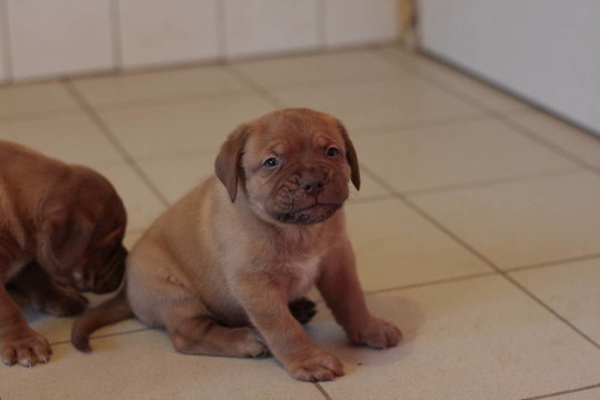 波爾多獒犬藏獒幼犬