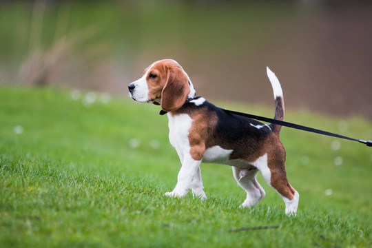 草地上的比格犬