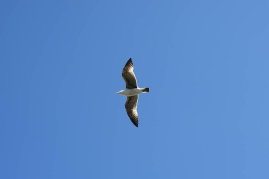 從藍(lán)天下放飛海鷗鳥瞰