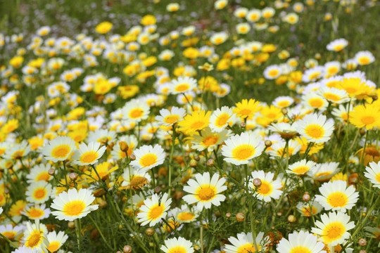 雛菊黃花綠色草甸