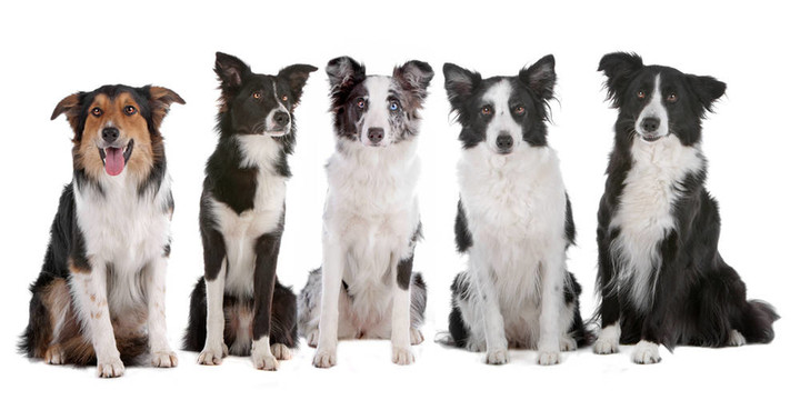 五邊境牧羊犬