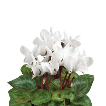 Soft White Cyclamen特寫