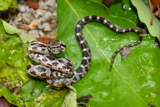 Gray Rat Snake（錦蛇obsoleta）
