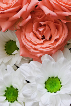 花——菊花和玫瑰