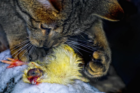 歐洲野貓（Felis silvestris）玩弄獵物