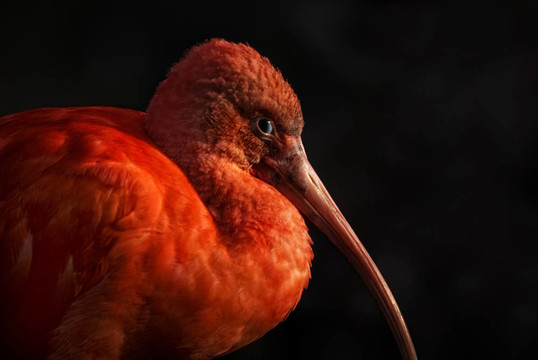 朱鷺（Eudocimus ruber）在黑色的背景前