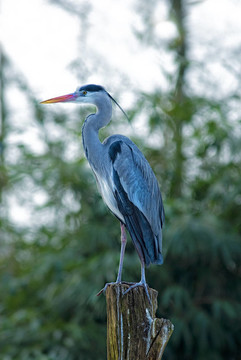蒼鷺（Ardea cinerea）在一堆
