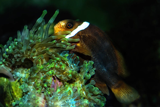 假Percula Clownfish（小丑魚）