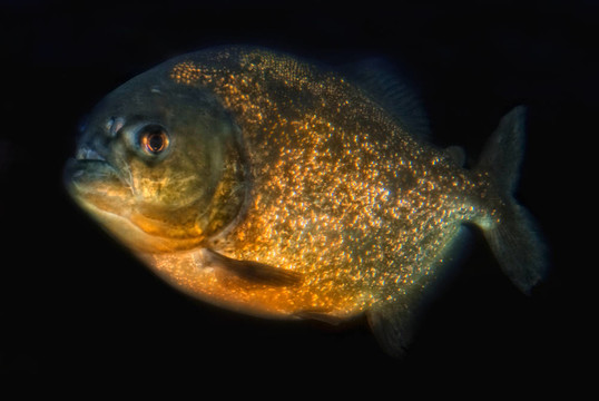 紅腹食人魚（Pygocentrus nattereri）