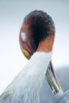 Sarus Crane（赤頸鶴）清洗自己