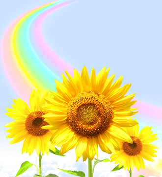 彩虹和向日葵