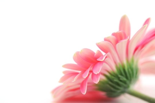 粉紅色的雛菊