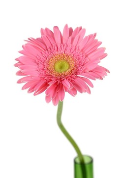 粉紅色的雛菊