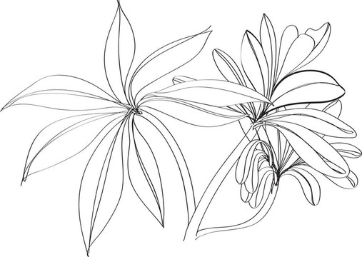 素描花