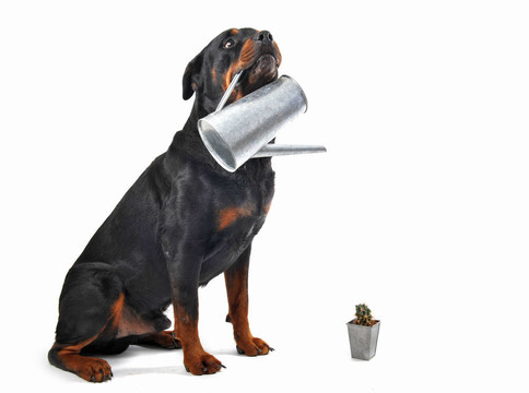 園藝的羅特韋爾犬