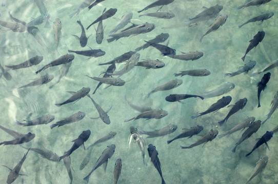 淺海多發(fā)魚(yú)類(lèi)的背景圖像