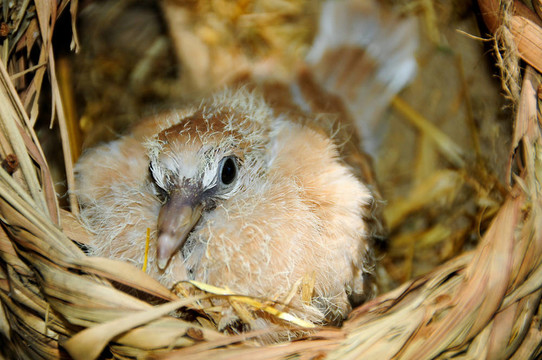 小雞Ringneck Dove