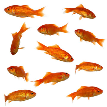 許多金魚(yú)