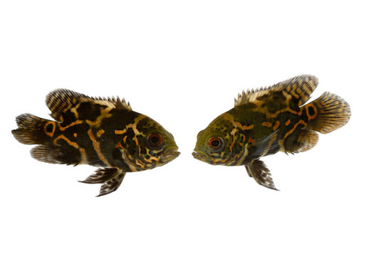 魚