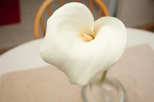 馬蹄蓮