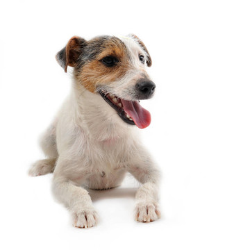 年輕的jack russel梗