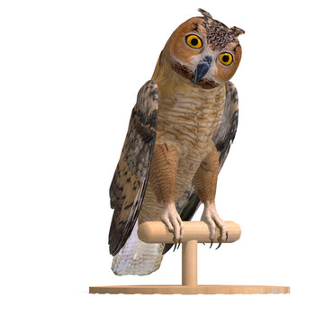 谷倉(cāng)貓頭鷹鳥。3D渲染與剪輯路徑和陰影超過(guò)白色