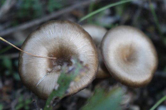 蘑菇 菌類 野蘑菇 采蘑菇