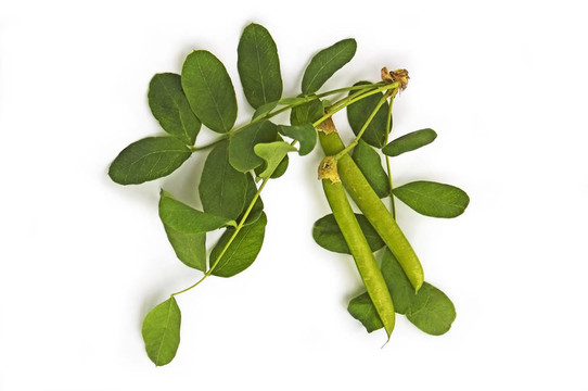 用皂莢莢果枝