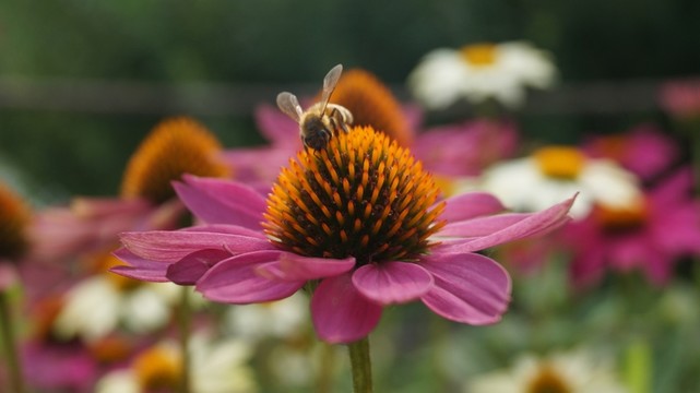 花與蜜蜂