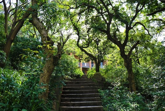 樹林階梯