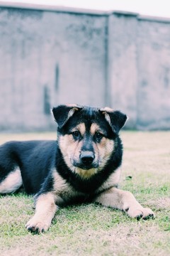 狗