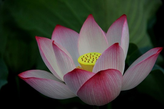 荷花