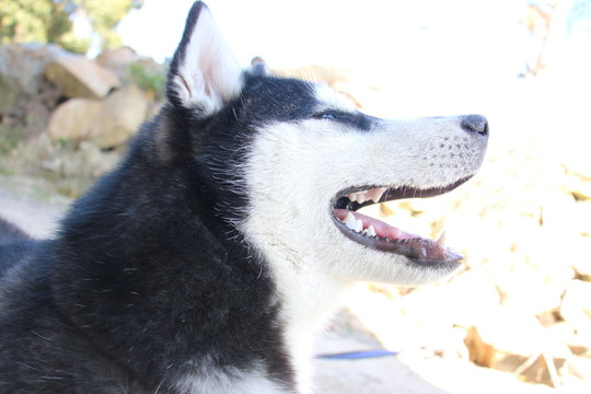 犬