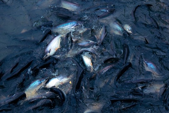 捕獲的魚