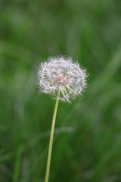 蒲公英的種子