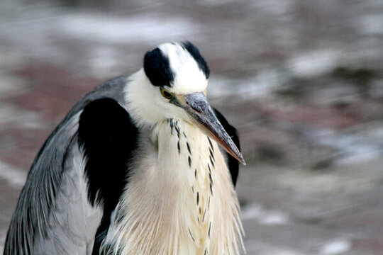 蒼鷺 鳥類 水禽 老等